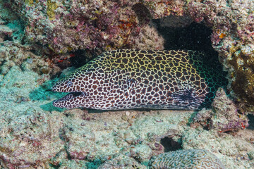 coral reef in the sea © Evgenios