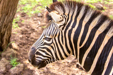 Fototapeta premium Zebras walking in a green meadow and eating grass. African zebras in the savannah. Wild animals in their natural habitat.
