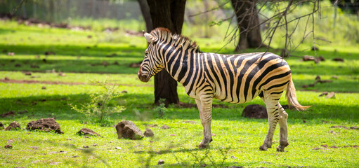 Obraz premium Zebras walking in a green meadow and eating grass. African zebras in the savannah. Wild animals in their natural habitat.
