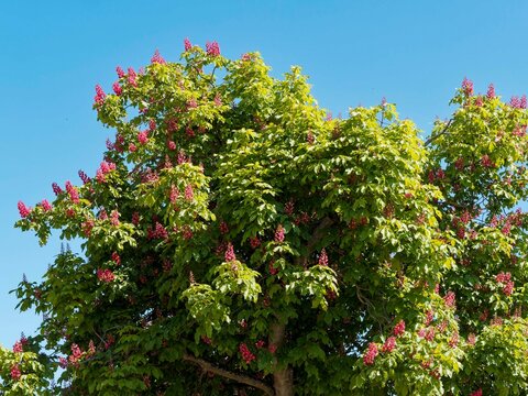 Red horse-chestnut (Aesculus &times; carnea) tree with round head appreciated for its clusters of red flowers with yellow throats in erect panicles and palmately dark green leaves with toothed leaflets
