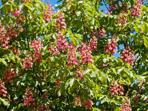 (Aesculus &times; carnea) Red horse-chestnut tree.Spring inflorescence in panicles of dark red flowers with yellow-orange spots and palmate foliage with dark green, puckered leaflets