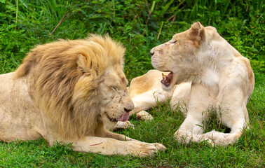 Fototapeta premium A close-up of a lion and lioness against a backdrop of green grass. A majestic pair of African lions rest and observe the jungle. These mighty African wild animals are in their natural habitat.