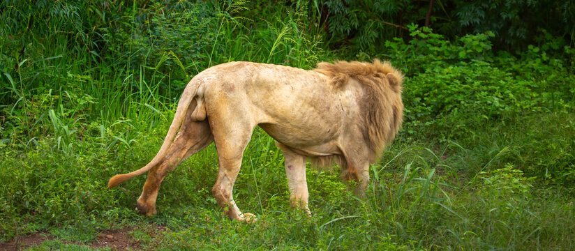Pride Of Lions