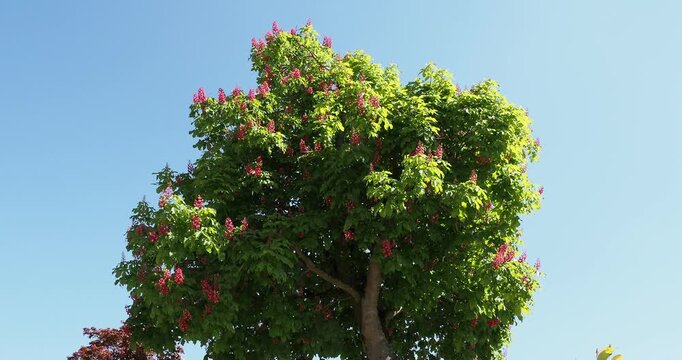 (Aesculus carnea) Red horse-chestnut tree with a rounded and compact habit, bushy, bright green palmate foliage and abundant red flowers in clusters on upright panicles
