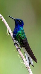 Fototapeta premium Vibrant hummingbird perched on a branch (2)