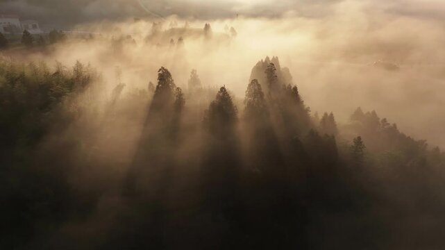 Morning mist in mountain forest with sunlight piercing through pine tree silhouettes