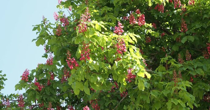 (Aesculus carnea) Red horse-chestnut tree with upright panicles of purplish-red flowers speckled with orange at the tips of branches with dark green palmate leaves with crinkled leaflets
