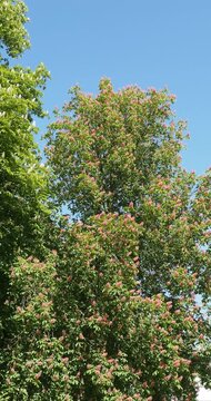  Red horse-chestnut tree (Aesculus carnea) A majestic ornamental tree with upright panicles of pink to red flowers amidst dense, dark green palmately foliage with crinkled leaflets