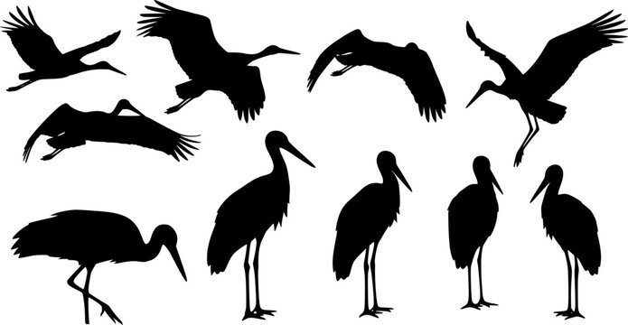 Black stork silhouettes in various flying and standing poses, elegant bird shapes for wildlife design, nature vector icons on white