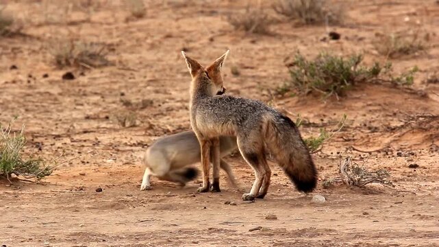 young cape foxes jumping around 1 
