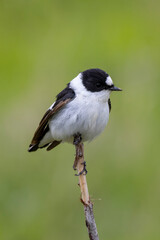 Obraz premium Collared flycatcher