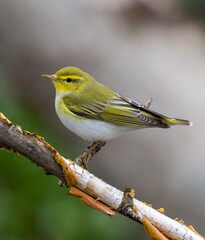 Obraz premium Wood warbler