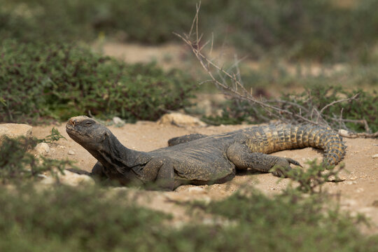 Spiny-tailed lizard basking in sun at Saar, Bahrain