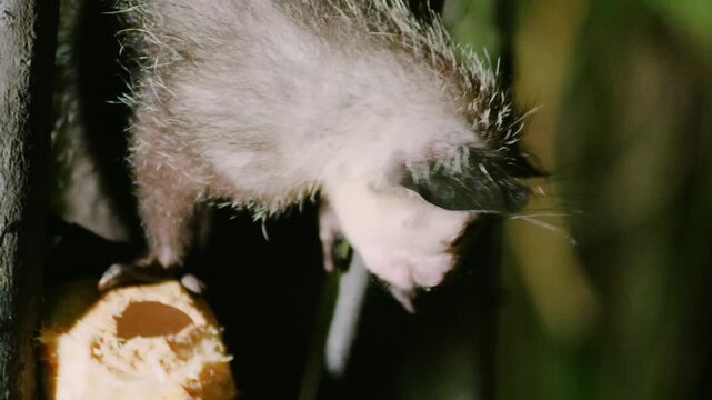 Close up of an Aye aye (Daubentonia madagascariensis) eating in Madagascar rainforest.