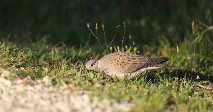 European Turtle Dove (Streptopelia turtur) foraging in the grass during sunset.