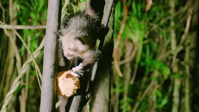 An Aye aye (Daubentonia madagascariensis) eating in Madagascar rainforest.