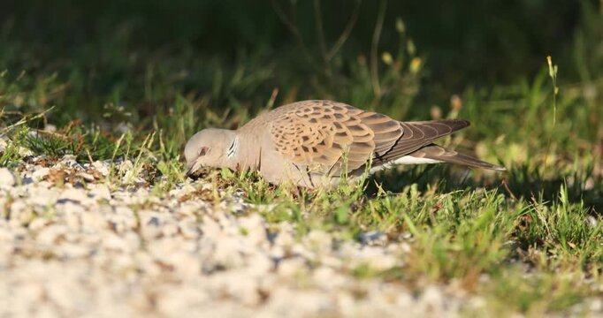 European Turtle Dove (Streptopelia turtur) foraging in the grass during sunset.