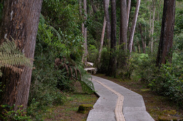 Fototapeta premium A cinematic and serene photograph of a winding, paved nature path leading through a dense, lush forest. 