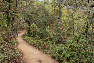 Forest hiking trail to Paro Taktsang (Taktsang Palphug Monastery or the Tiger's Nest), Bhutan. © Matyas Rehak