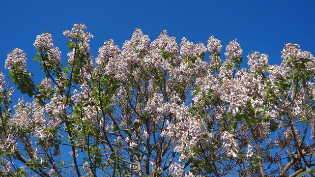 Paulownia genus hardwood trees in family Paulowniaceae, order Lamiales native to east Asia and are widespread across China. Pavlovnia but now spelled Paulownia, princess tree. Pink flowers. Blue sky.