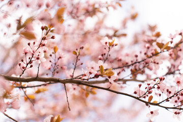 Naklejka premium A soft-focus close-up of delicate pink cherry blossoms on a branch, captured in warm natural light.