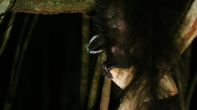 Close up of an Aye aye (Daubentonia madagascariensis) eating in Madagascar rainforest.