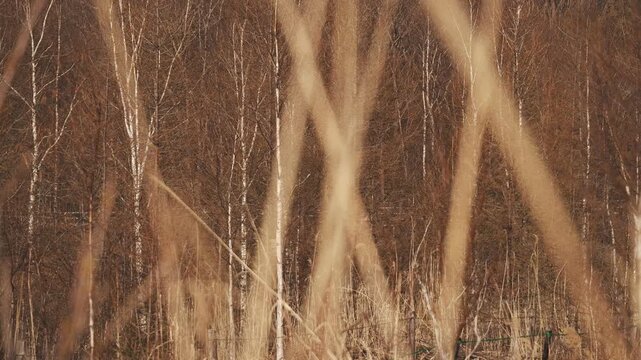 Dry brown highland with dead trees and withered grass