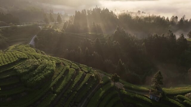 Terraced tea plantations and forested hills shrouded in morning mist with sunbeams piercing through