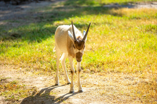 Addax (addax nasomaculatus) antelope close up head shot with horns