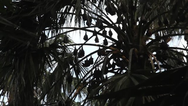 Fruit bats or flying foxes in Australia hanging in palm trees 2
