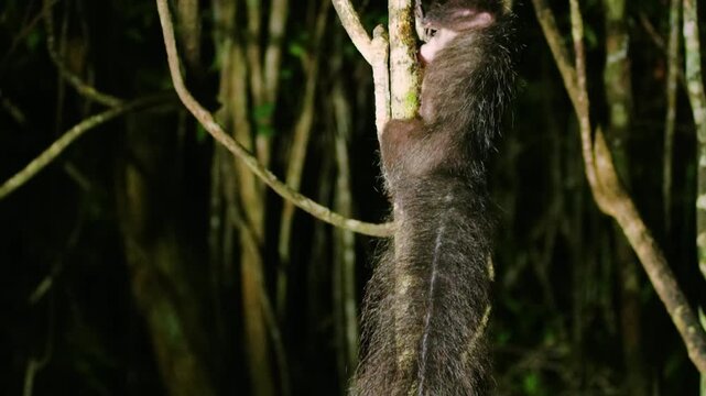 Portrait of an Aye aye (Daubentonia madagascariensis) eating in Madagascar rainforest.