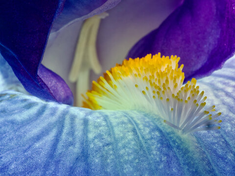 Iris pallida