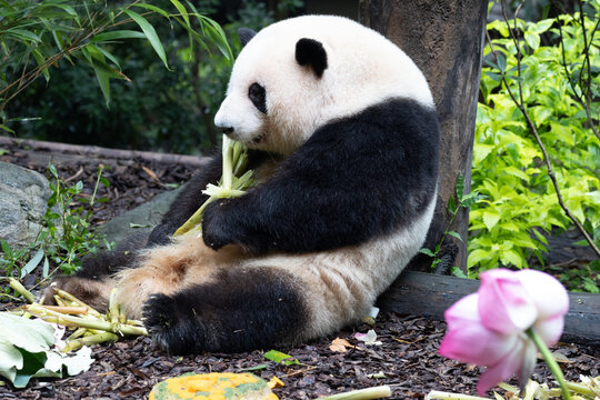 Close yp sweet panda , He Hua aka Hua Hua, eating fresh bamboo, Chengdu Panda Base, China
