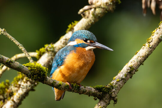 Eisvogel
