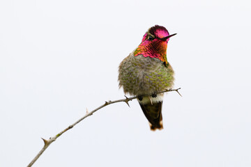 Fototapeta premium Male anna's hummingbird with iridescent pink head and throat isolated on white sky