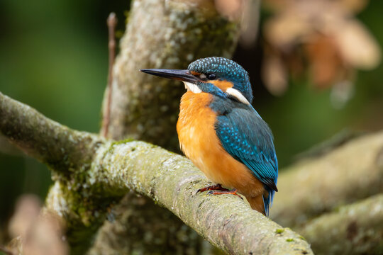 Eisvogel auf einem Ast