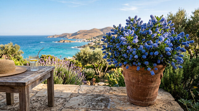 Blue Ceanothus Shrub in Terracotta Pot on Coastal Mediterranean Terrace