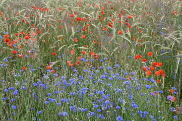 Naklejka premium Mohn und Kornblumen im Getreidefeld