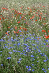 Naklejka premium Mohn und Kornblumen im Getreidefeld