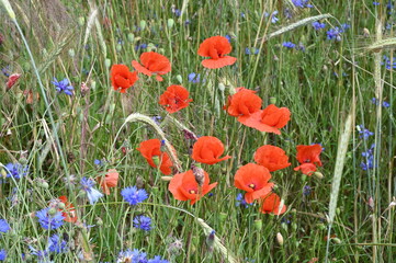 Naklejka premium Mohn und Kornblumen im Getreidefeld