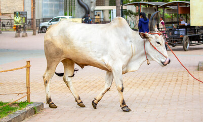 An Indian cow walks through the city streets. Close-up of the cow, animal husbandry in India. © Vera