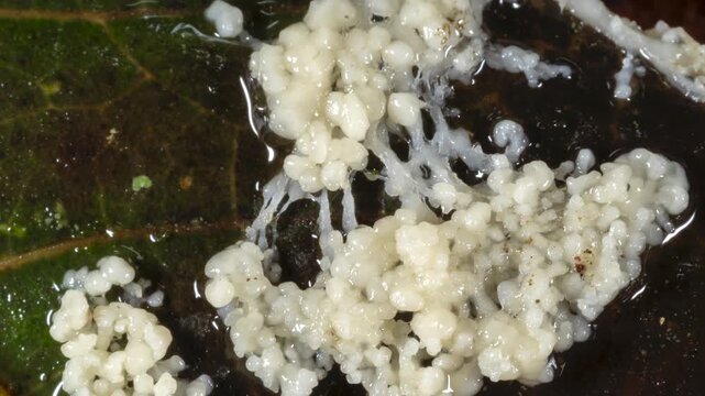 Time-lapse of a slime mould growing. Lives freely as single cells, are aggregating together here to form multicellular reproductive structures. In the leaf litter in montane rainforest, Ecuador