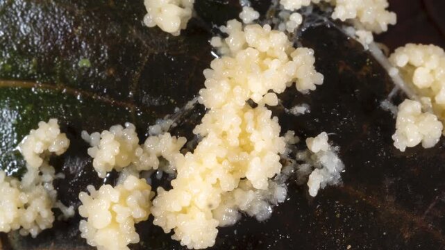 Time-lapse of a slime mould growing. Lives freely as single cells, are aggregating together here to form multicellular reproductive structures. In the leaf litter in montane rainforest, Ecuador