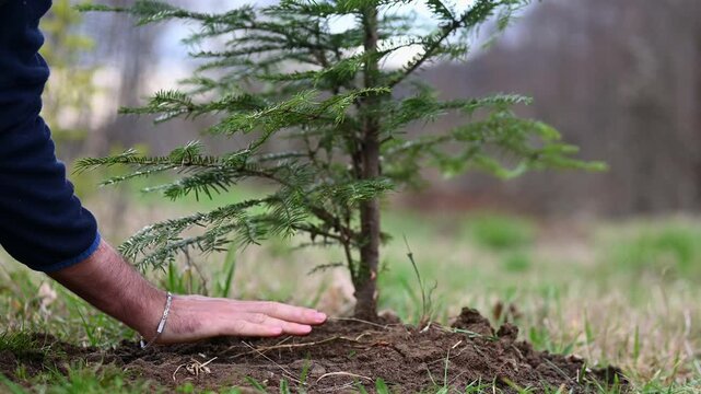 Person&rsquo;s hand patting and pressing soil around a newly planted evergreen sapling, securing the young tree in the ground. Outdoor planting and gardening activity, reforestation and sustainability conce
