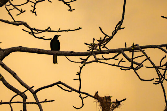 Animal themes: Oropendola or Conoto bird building a nest on a tree branch at sunset.
