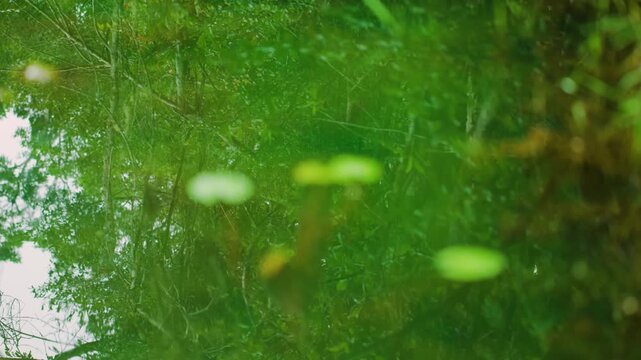 Hydrocotyle vulgaris plant in Madagascar Tropical rainforest.