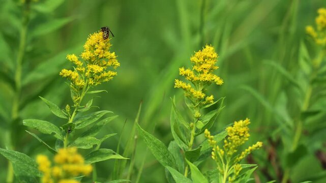 Aerial view of yellowjacket wasp on bright goldenrod wildflowers in bloom, walking on yellow summer meadow with detailed natural insect action.