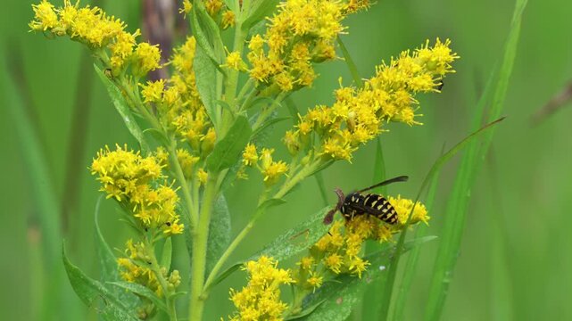 Aerial view of yellowjacket wasp on bright goldenrod wildflowers in bloom, walking on yellow summer meadow with detailed natural insect action.