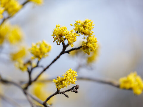 Cornus mas, male cornel, was named so to distinguish it from the true dogberry in bloom