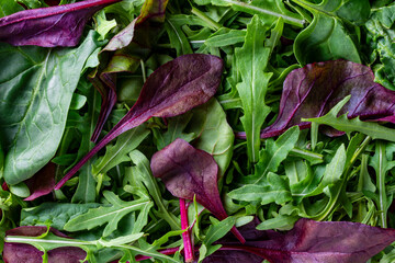 Obraz premium Closeup of fresh mixed salad leaves including arugula and baby beet greens. Vibrant organic greens texture perfect for healthy food and nutrition concepts